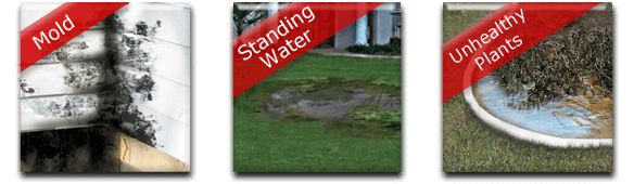 Mold Standing Water Unhealthy Plants Flooding Water
