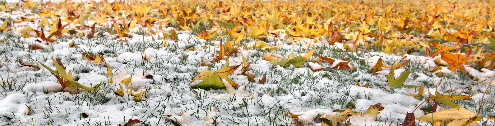 Lawn Sprinklers Fall Winterization